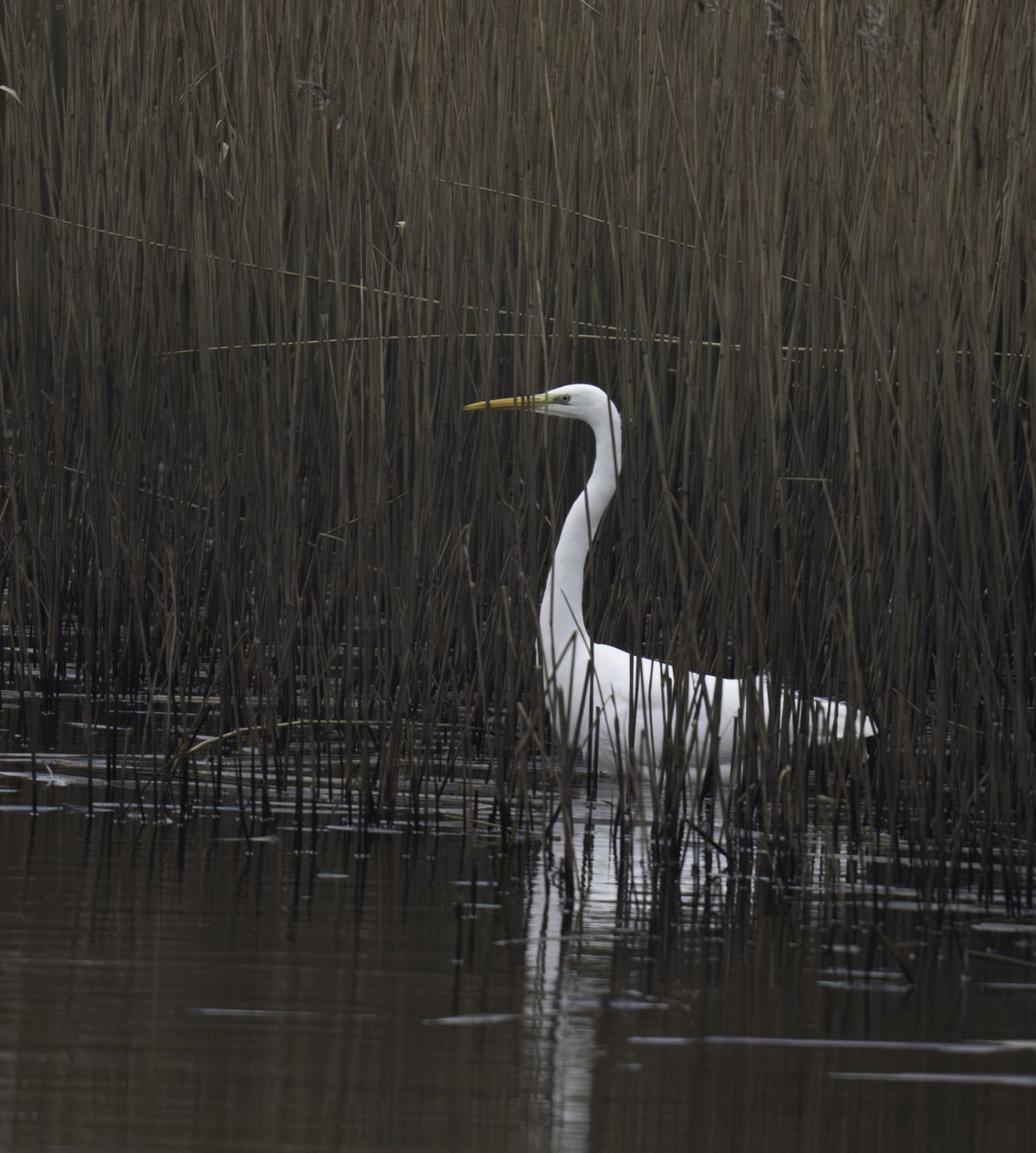 260126ballumslusejeh