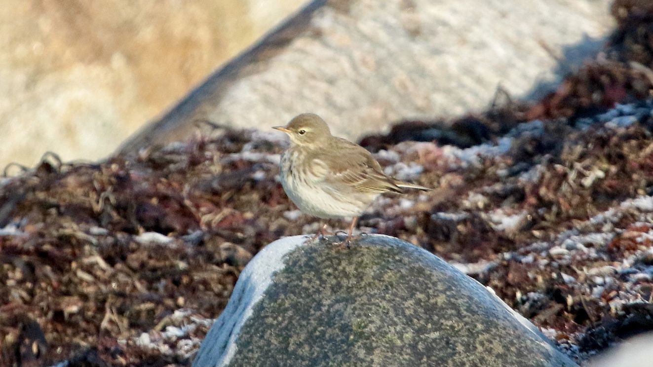 150126bjergbagenkoponsmha