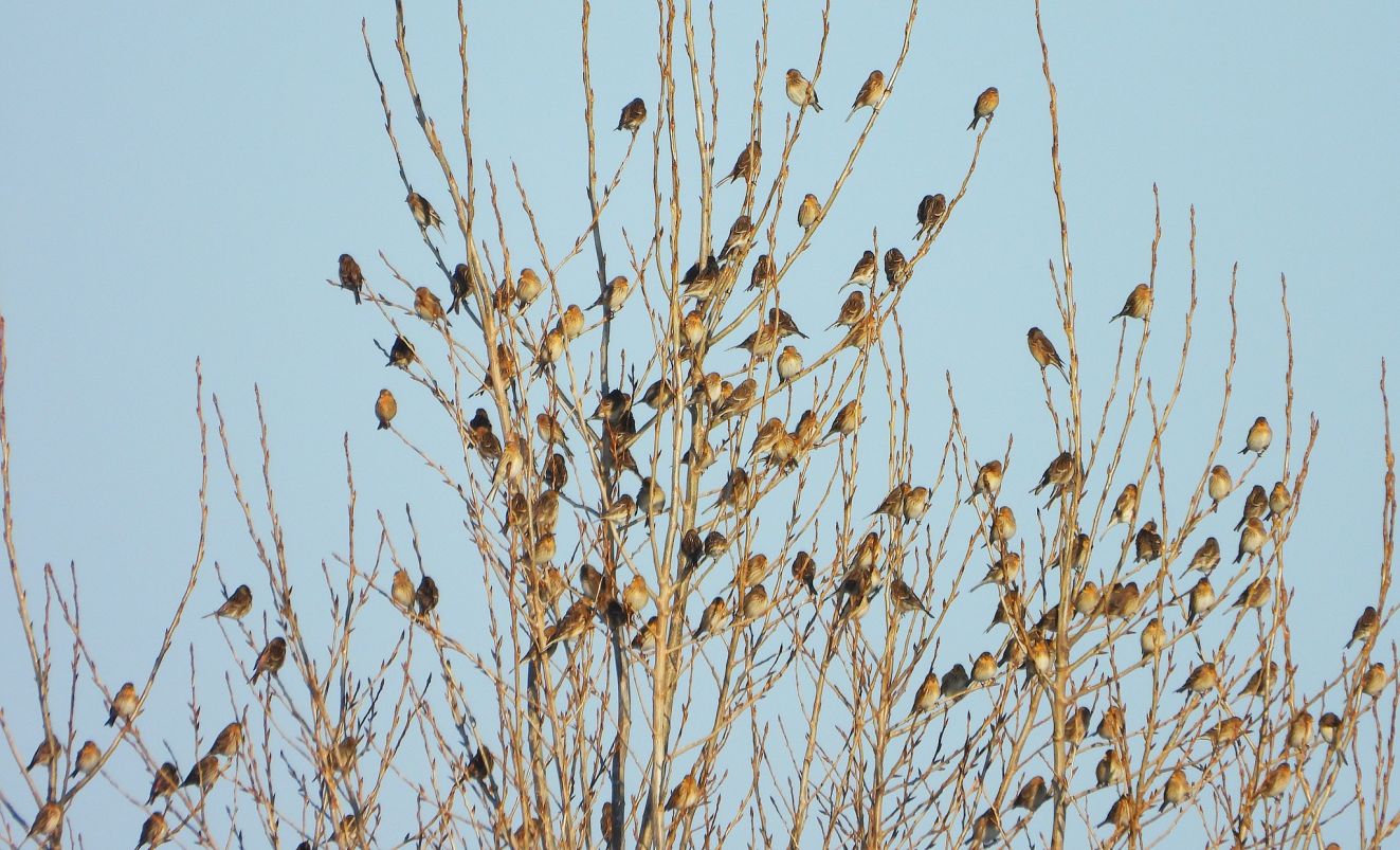 150126bjergdræbythv