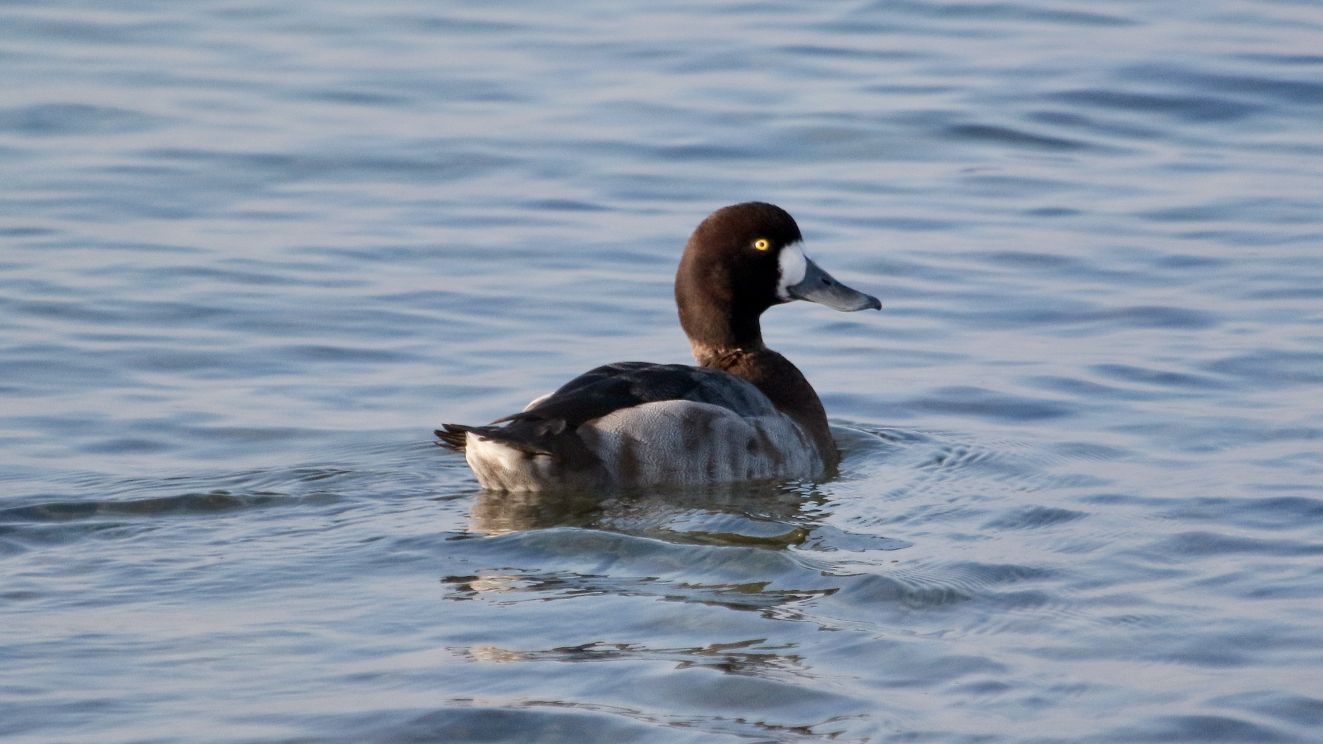 150126bjerghuntrygmha