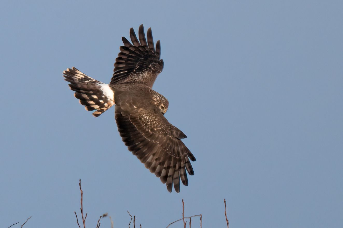 150126blåmanlammesølbp