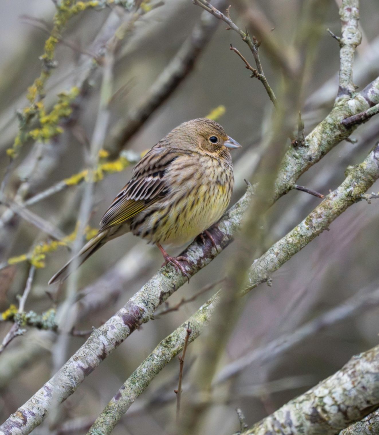 150126gultarsøn1esa