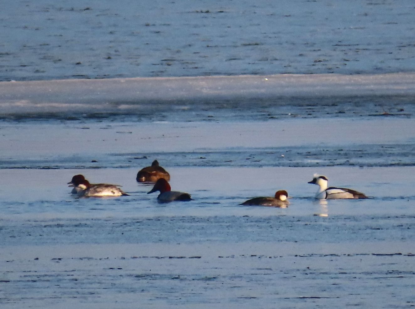 150126lilegyldentirsttj