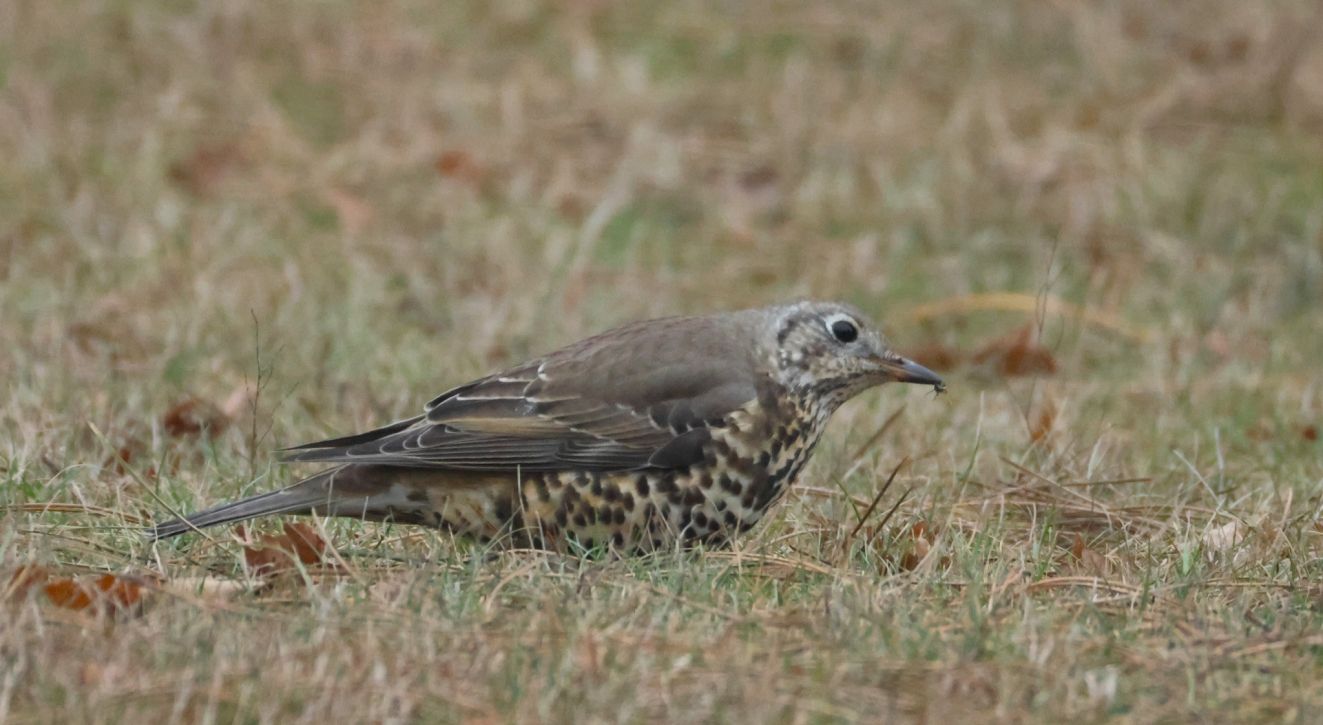 150126mistellørflysra