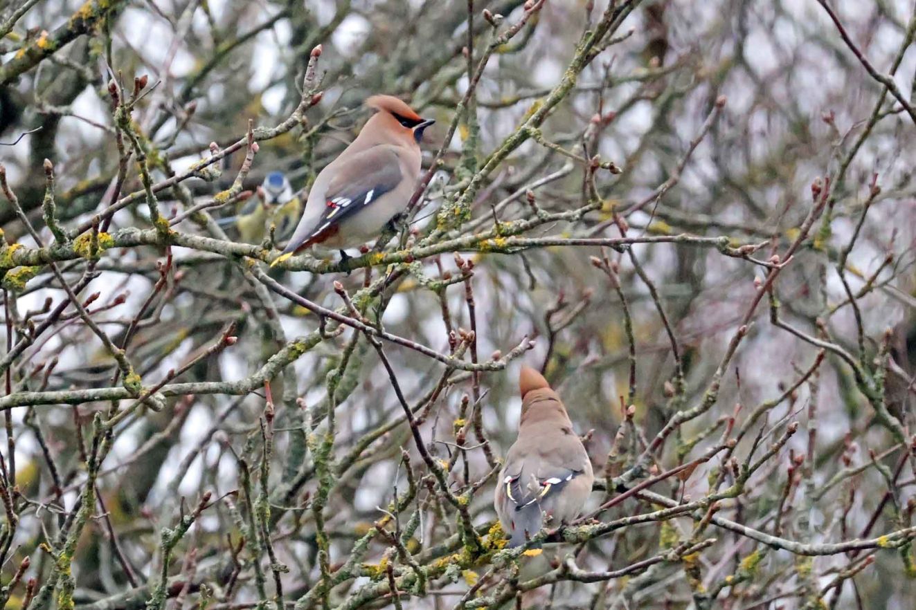 150126silkekrarupfrejd