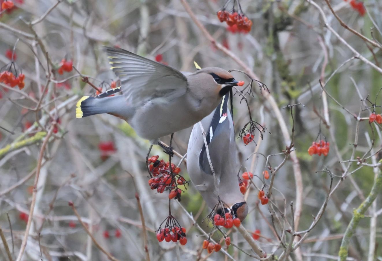 150126silkenybsønpzo