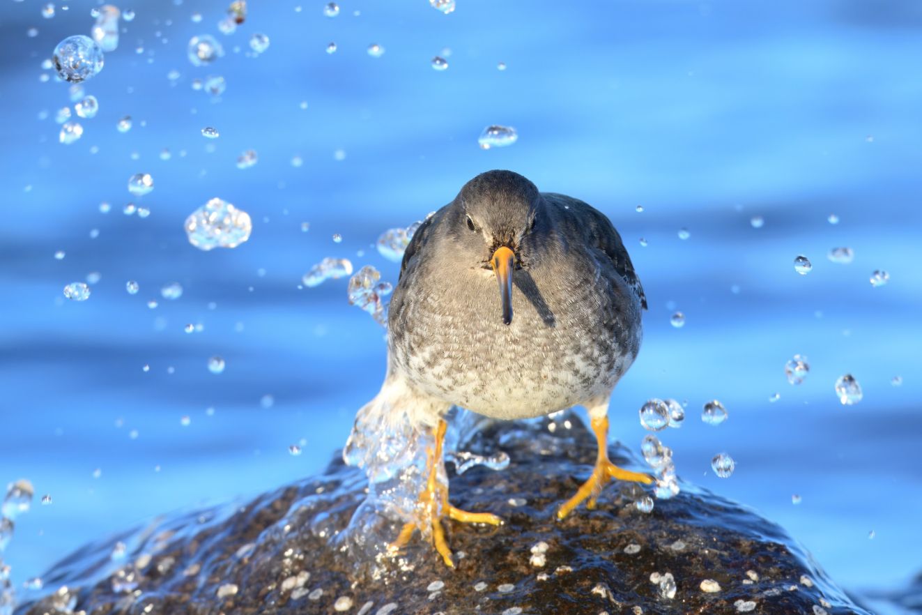 150126sortgråhoumanalø