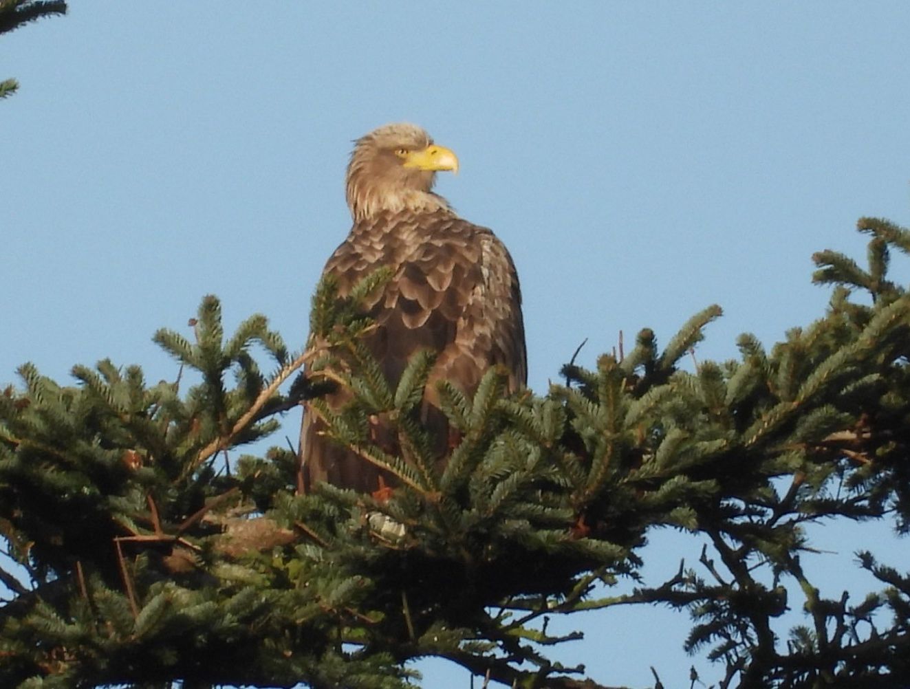 060126havtranekæronslvf