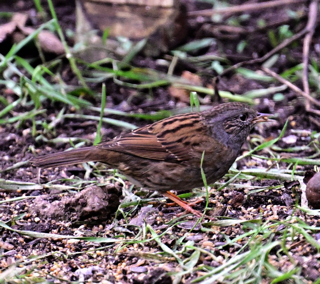 060126jernlumbylørbhh