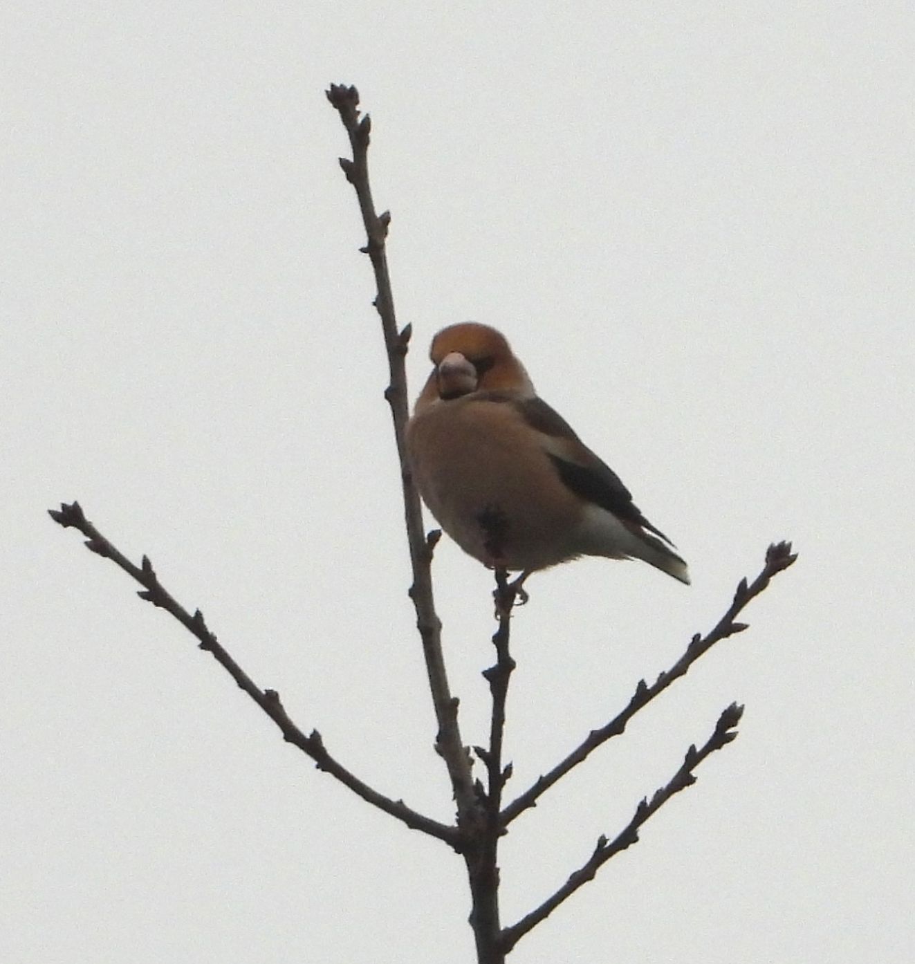 060126kernelørasspbz