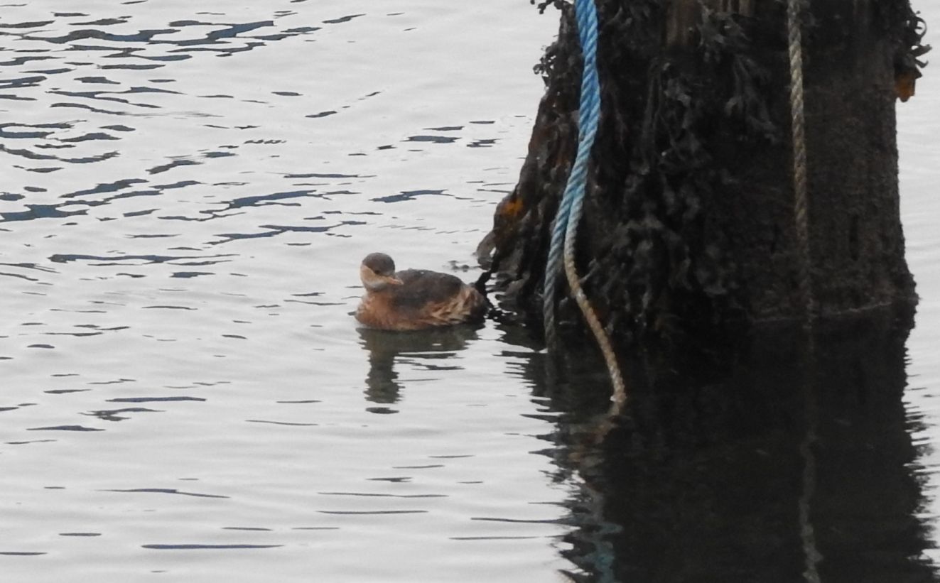 060126lillelapkertemanlph