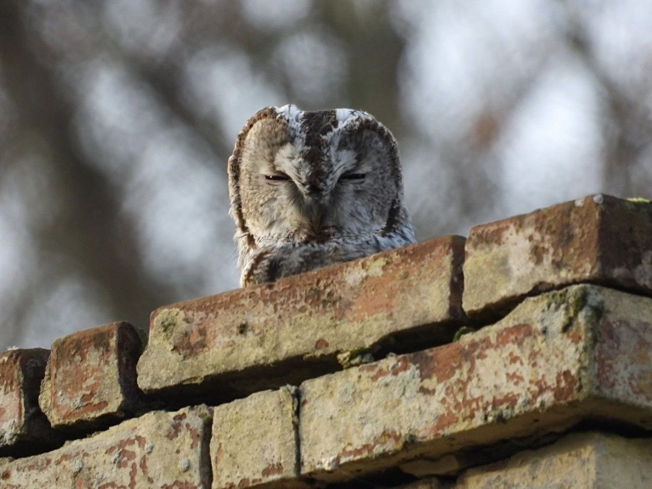 060126nataasøsønlenavedelflindt