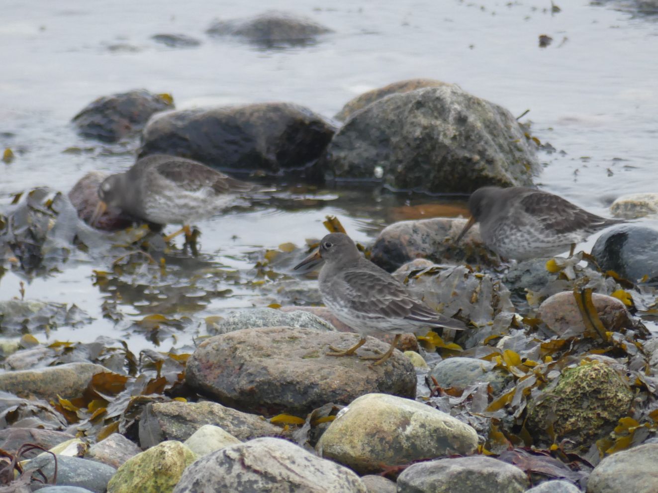 060126sgråhousøsø