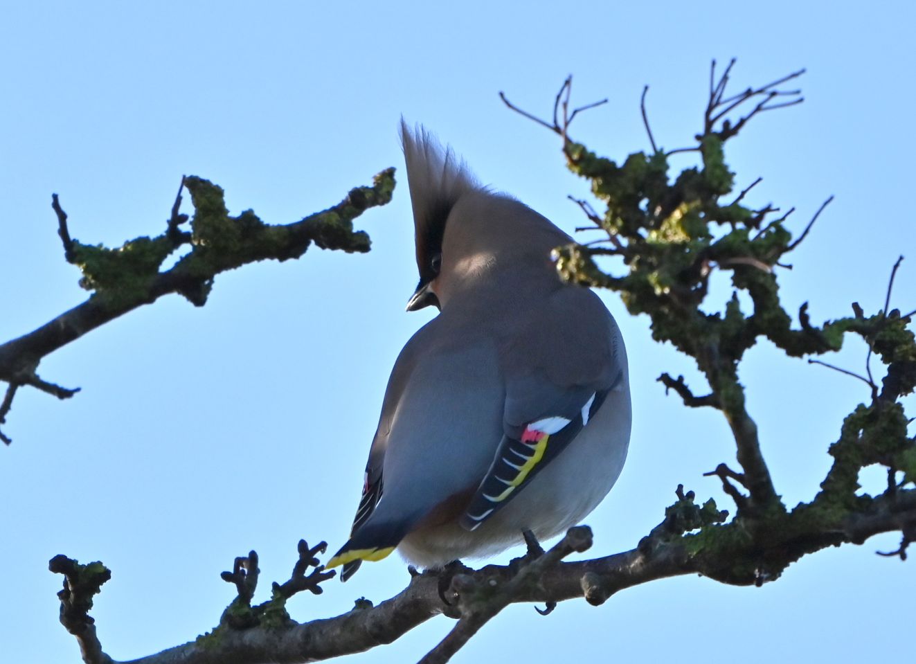 060126silkeudflytonshsh