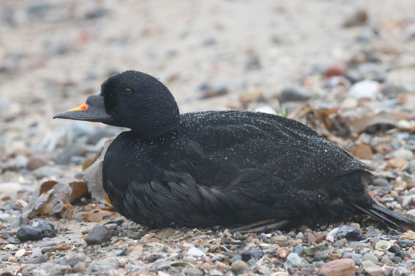 060126sortflyvetorssra