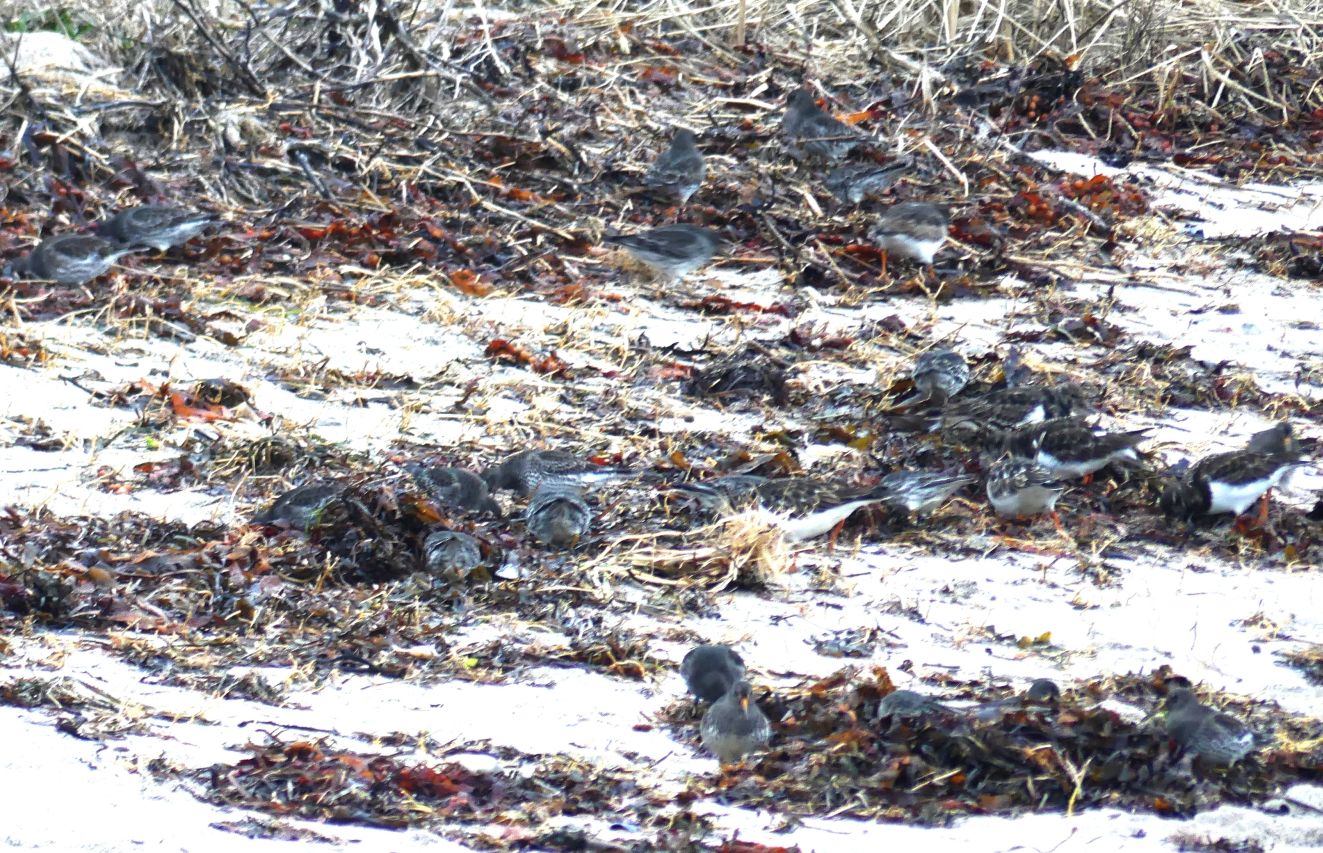 060126sortgråsøsø