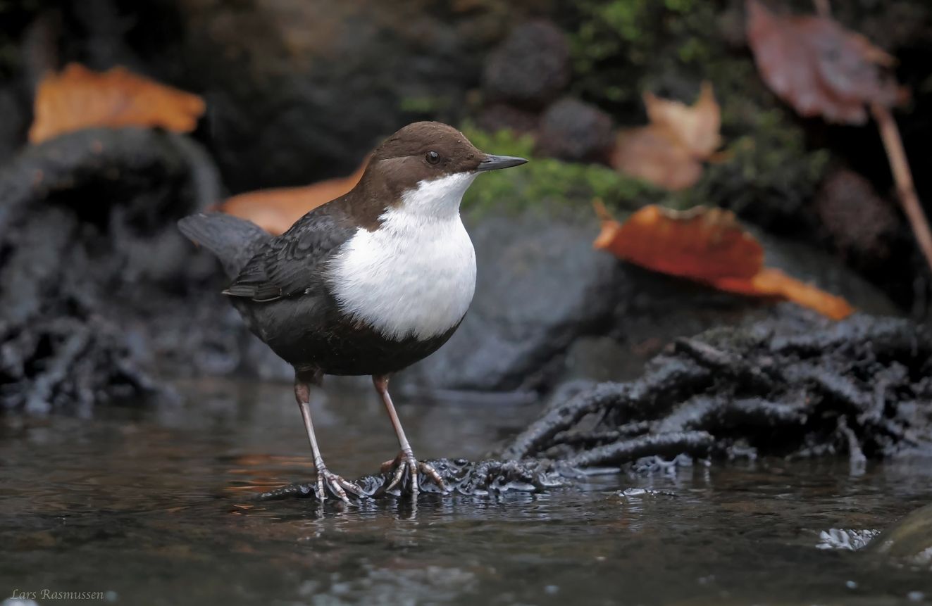 060126vandsfrebøghlr