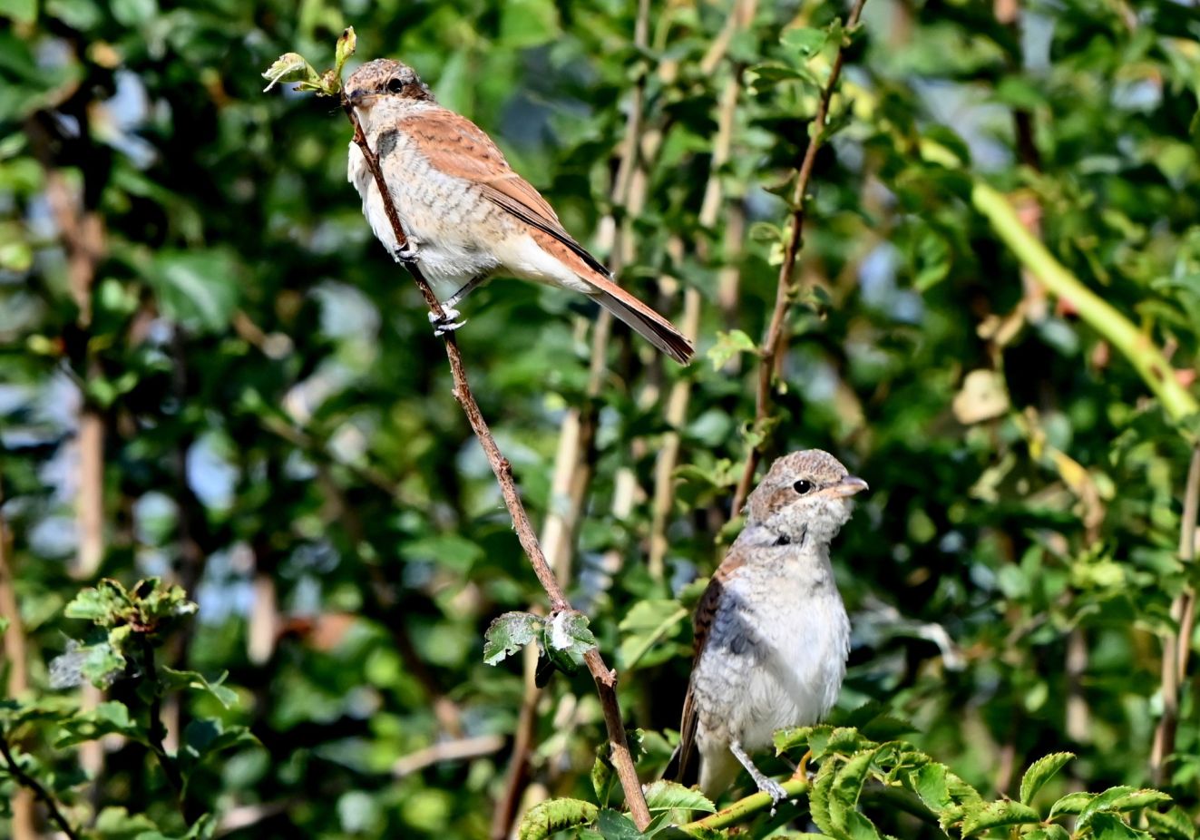 080126rødryg1908søbyhsh