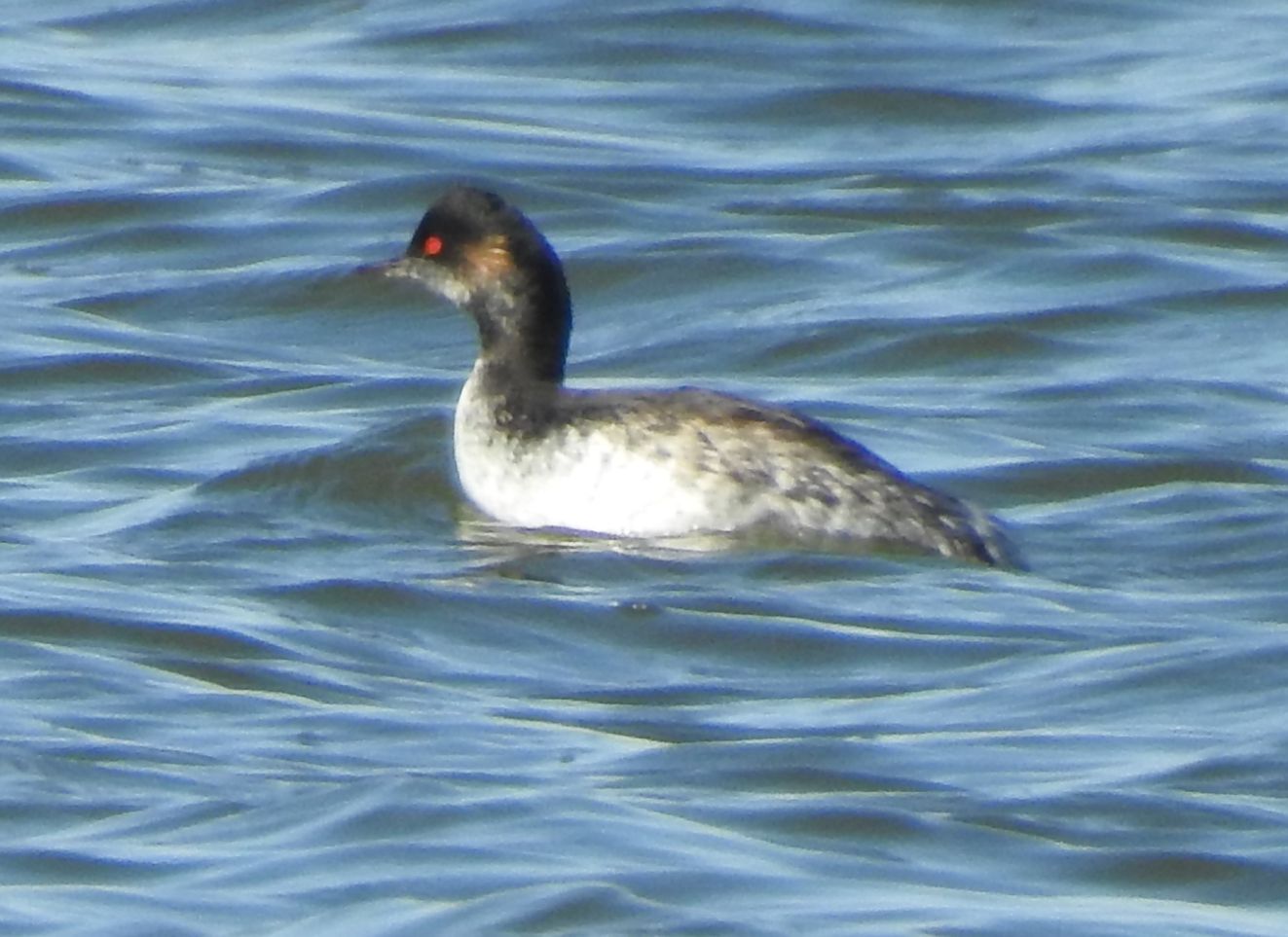 080126shdykker0909syblph