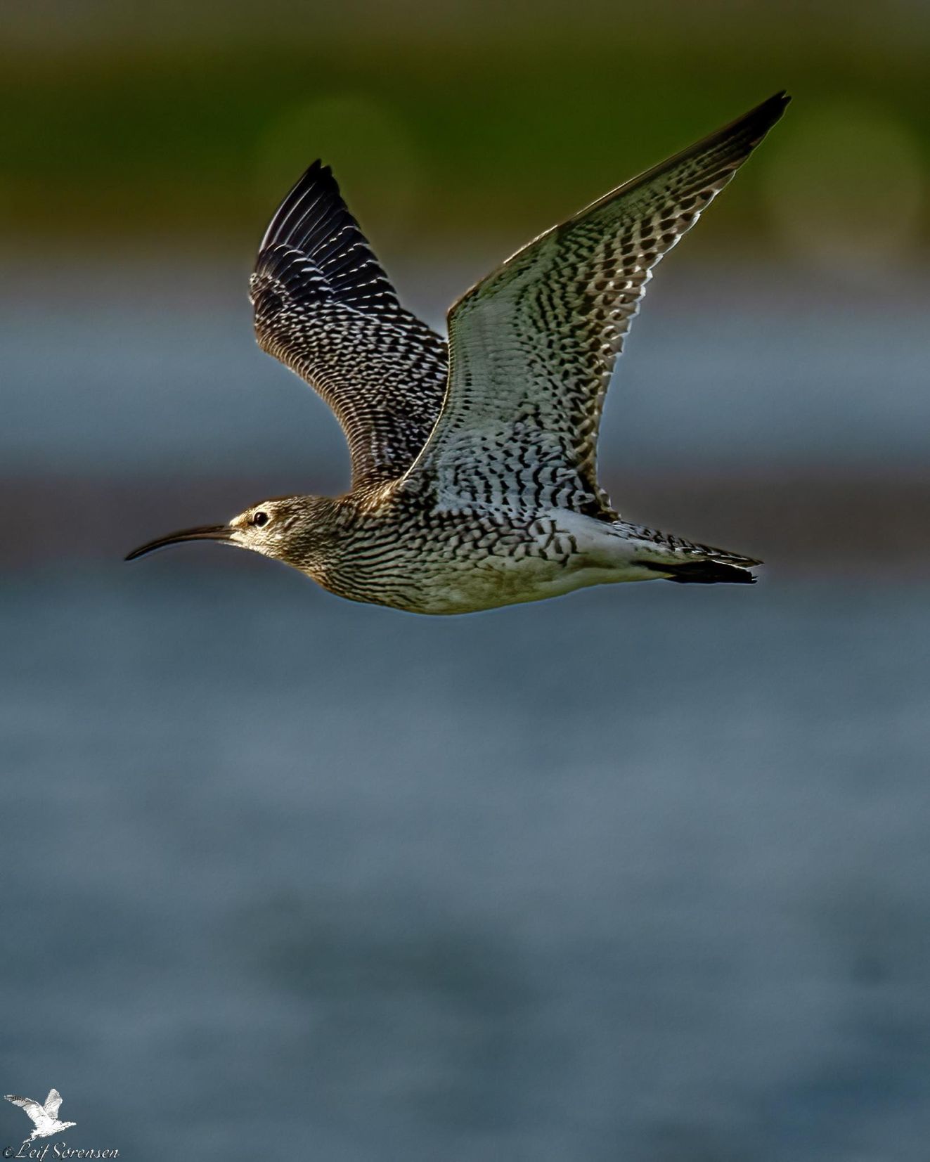 080126småspovebøjd1308ls