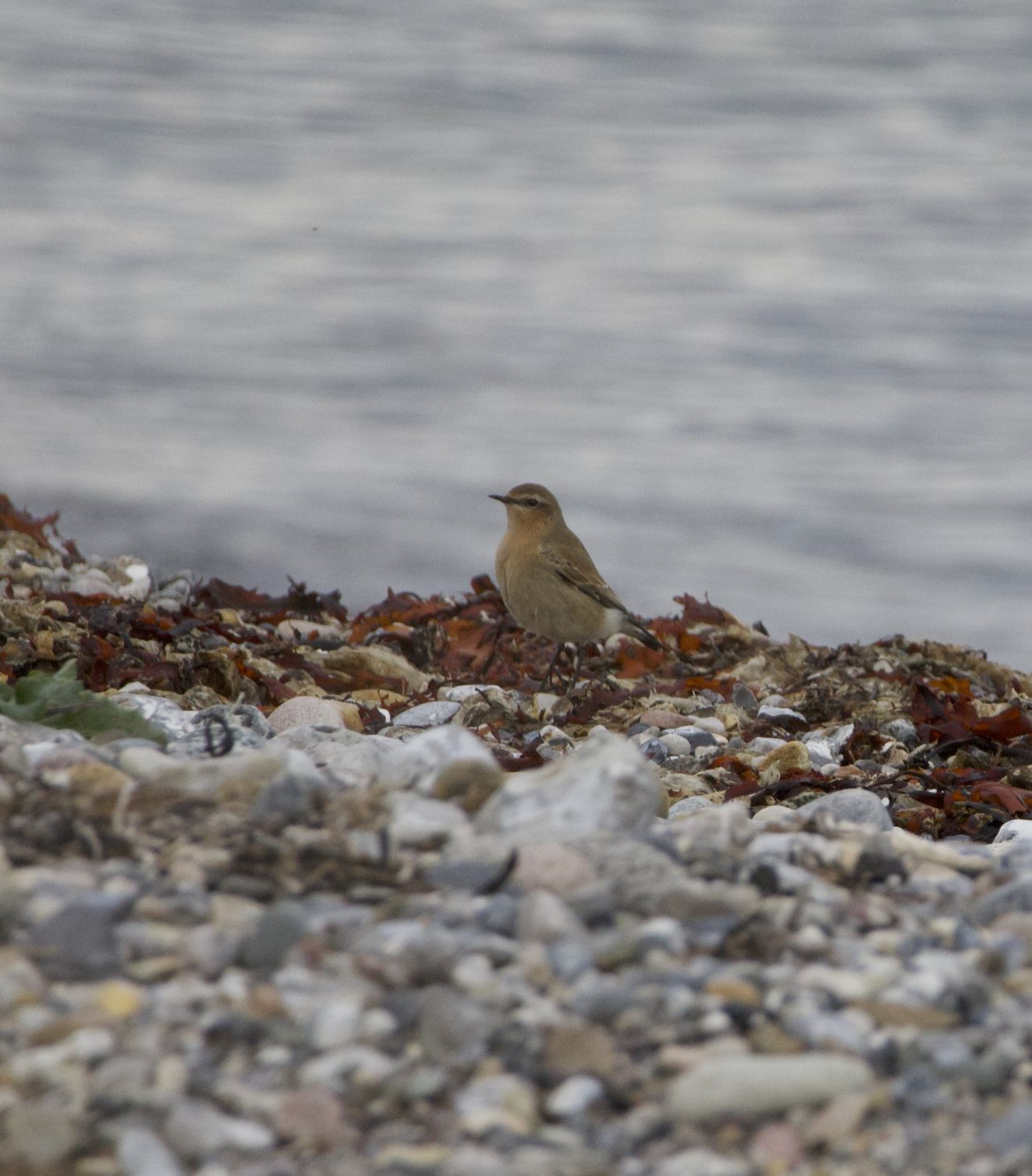 080126stenpik0211hlk