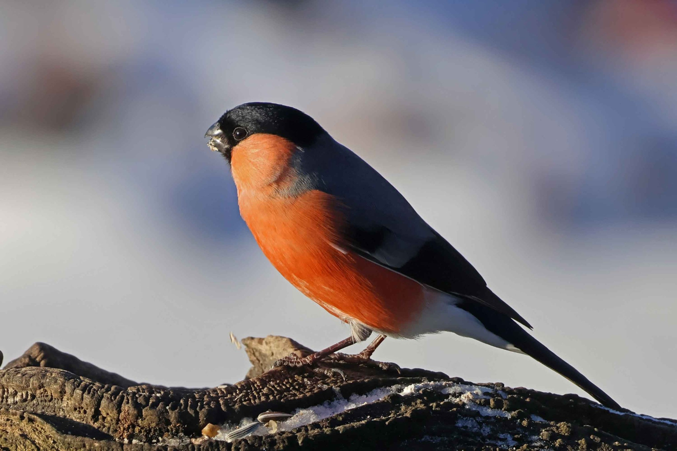 Dompap Krarup Jane Ditzel