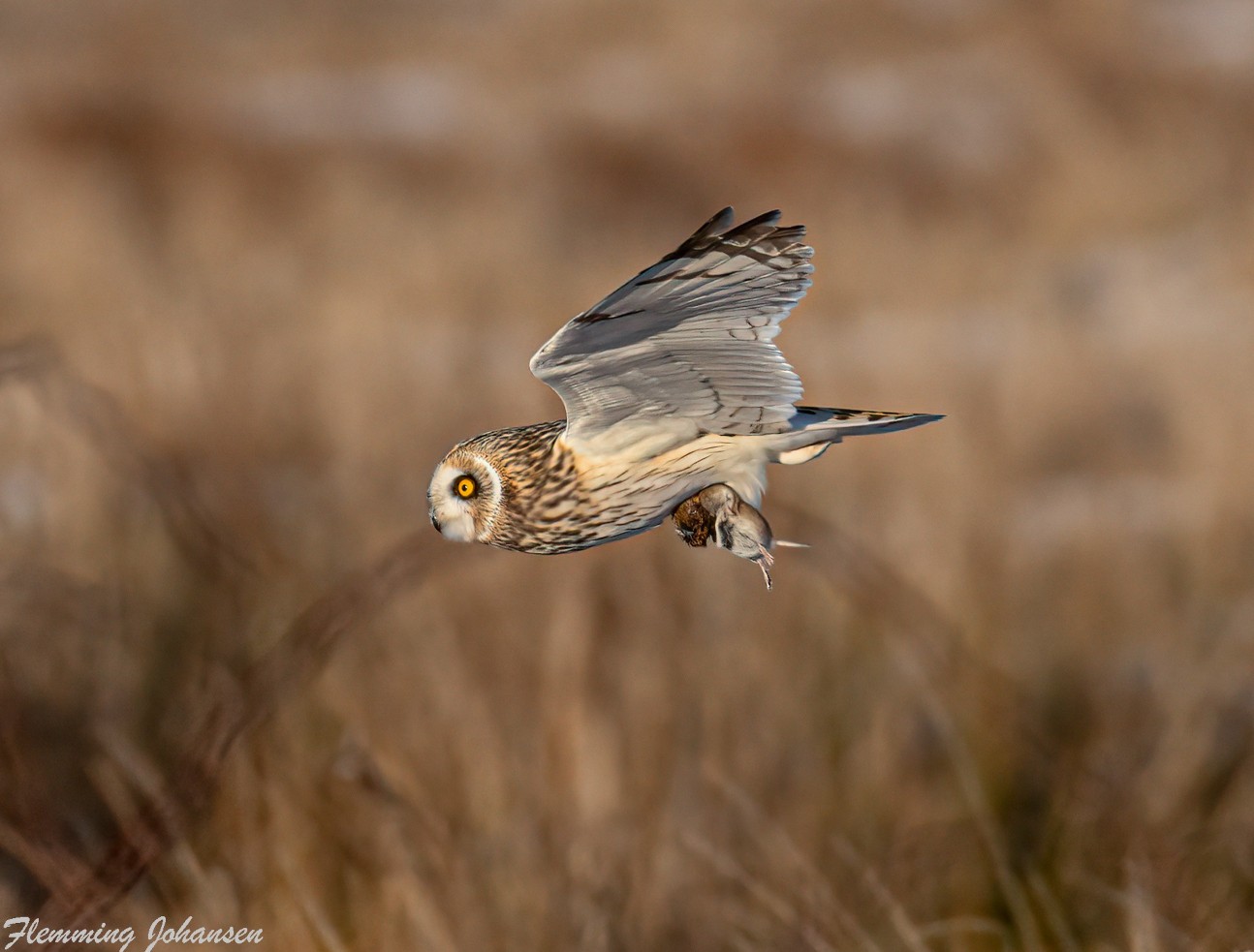 Mosehornugle Helns Made Flemming Johansen