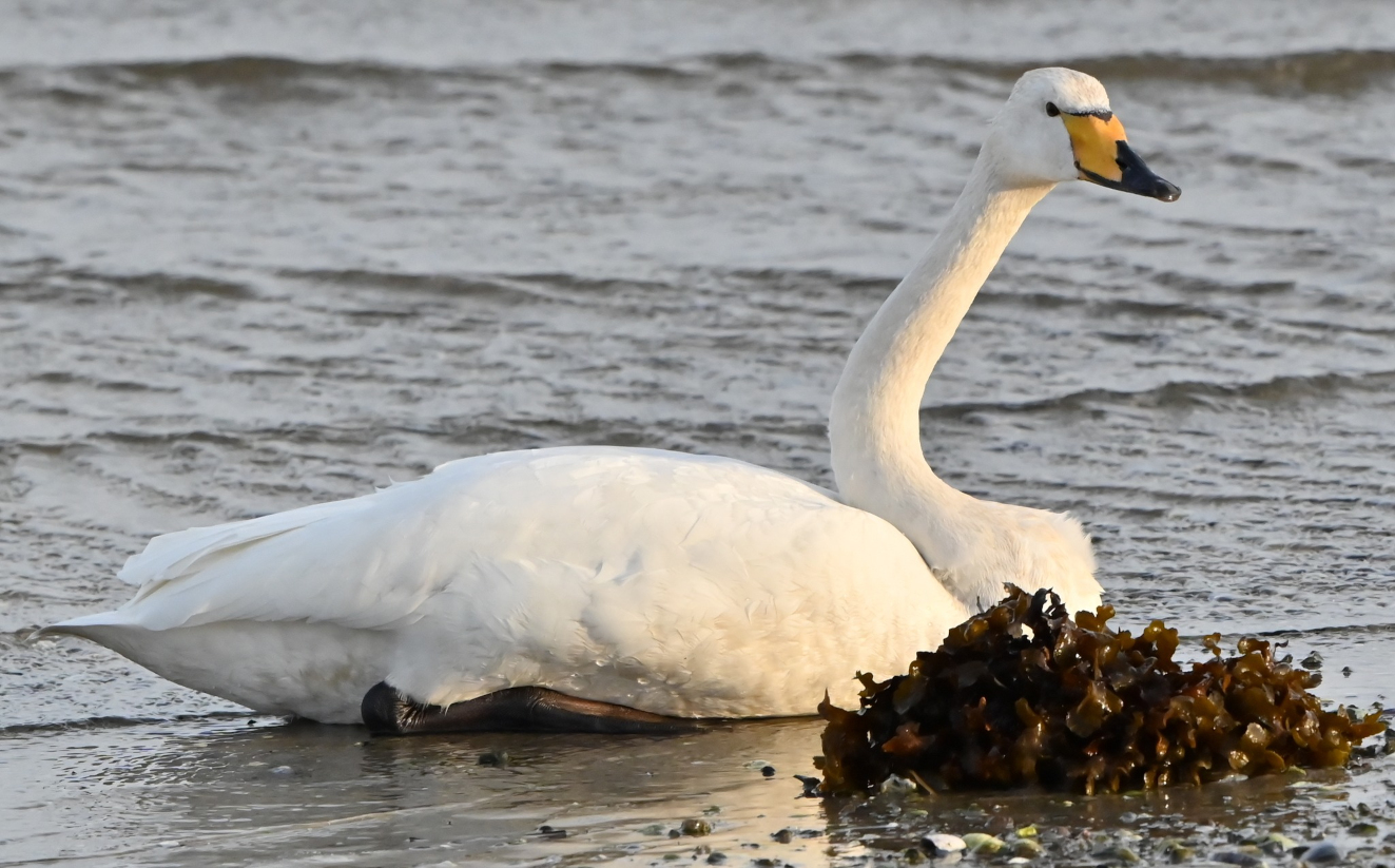 Sangsvane Lunkebugten Henning Steen Hansen