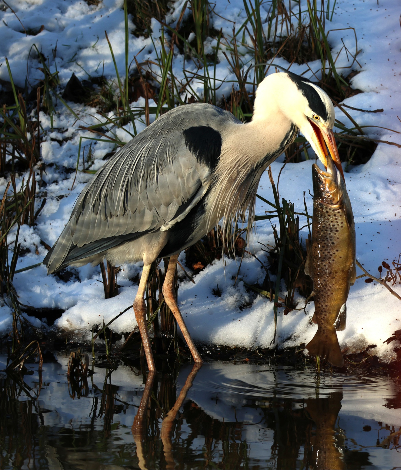 Sidepanel Fiskehejre Odense Ursula Nielsen