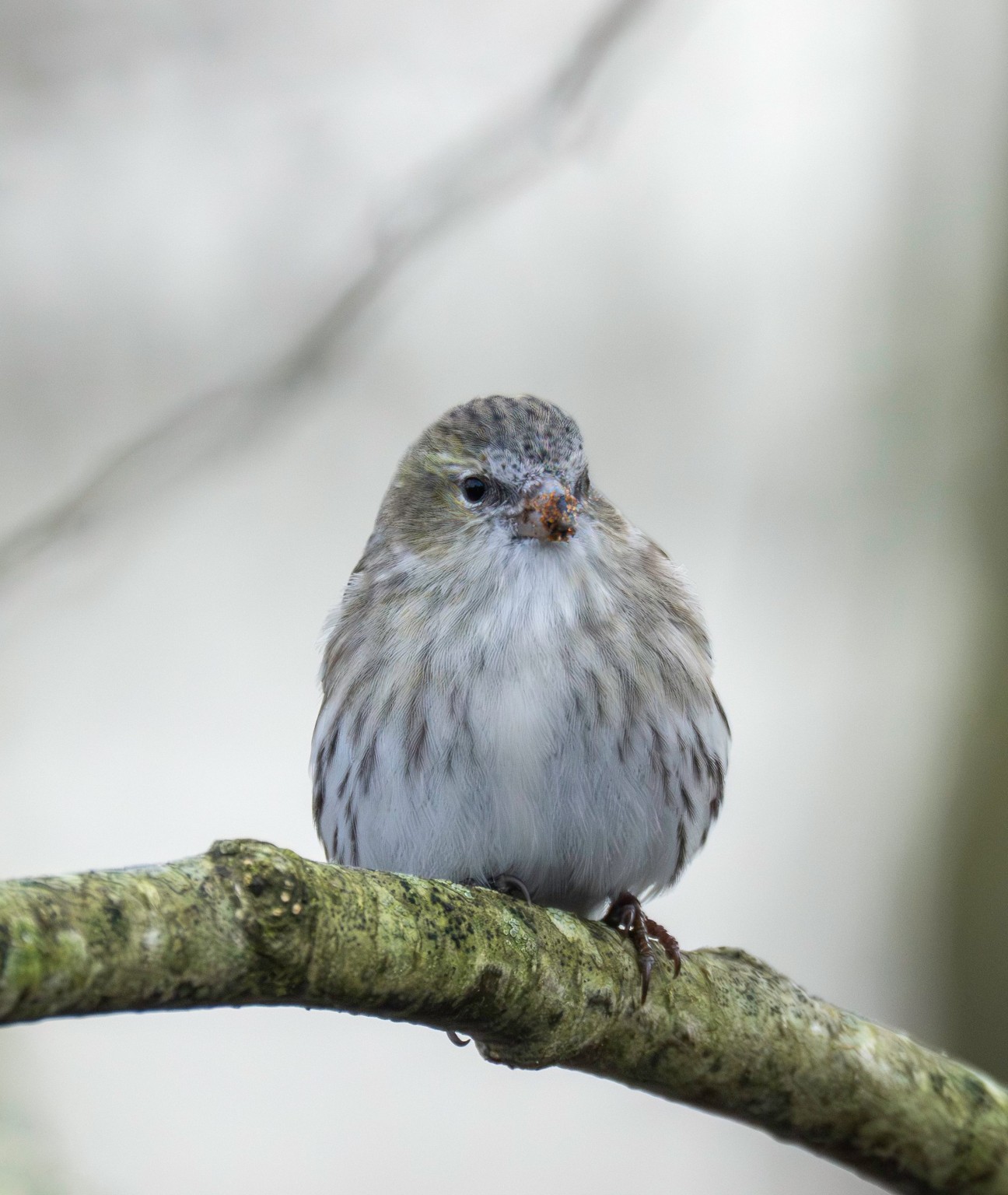 Sidepanel Grnsisken Davinde Esben Aagaard