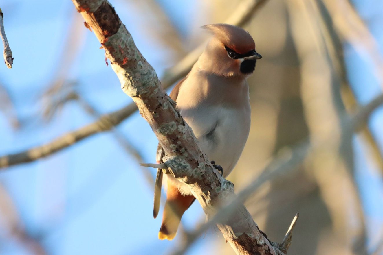 Sidepanel Silkehale Trup Jens Peter Bech