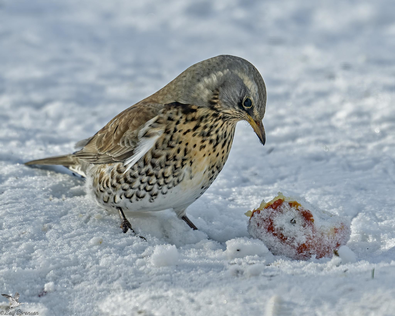 Sidepanel Sjagger Sdr Hjrup Leif Srensen