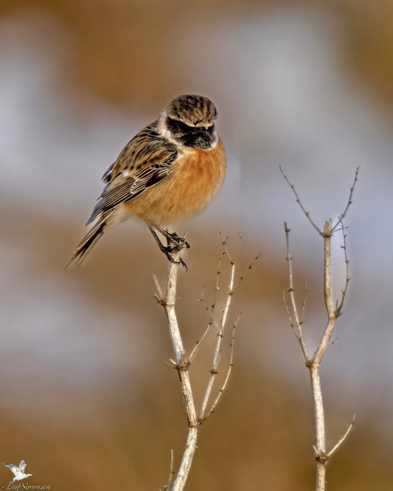 Sidepanel Sortstrubet Bynkefugl Helns Made Leif Srensen