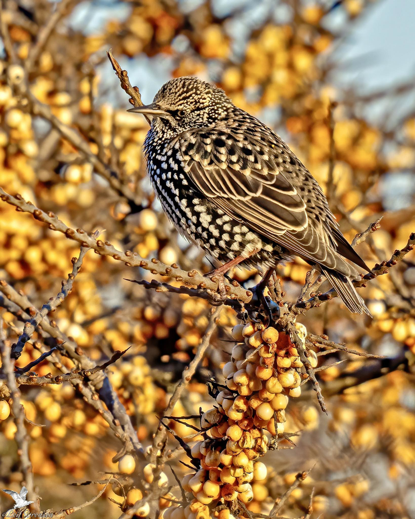 Sidepanel Str Nyborg Leif Srensen