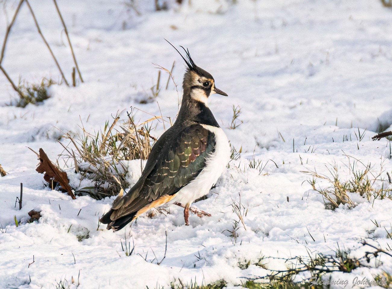 Sidepanel Vibe Bjden Nor Flemming Johansen