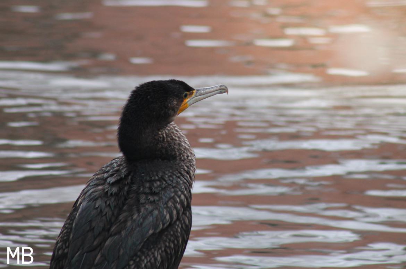 Skarv Odense Maya Marcher Brandt