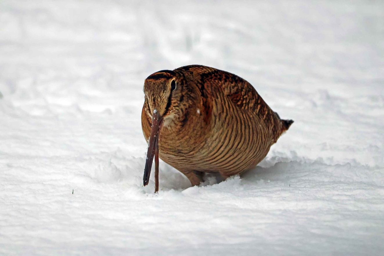 Skovsneppe Krarup Jane DItzel