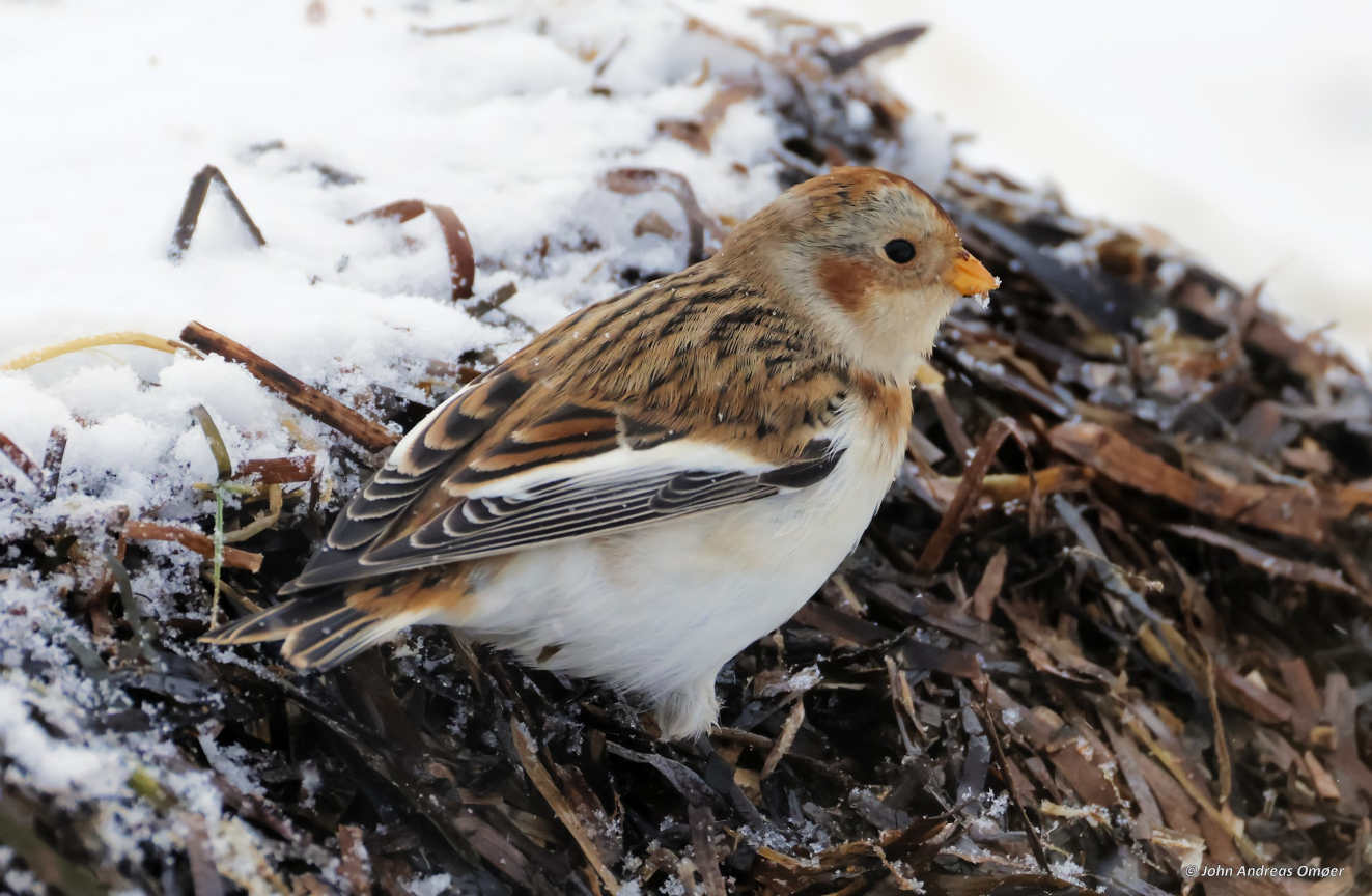 Snespurv Flyvesandet John Andreas Omer