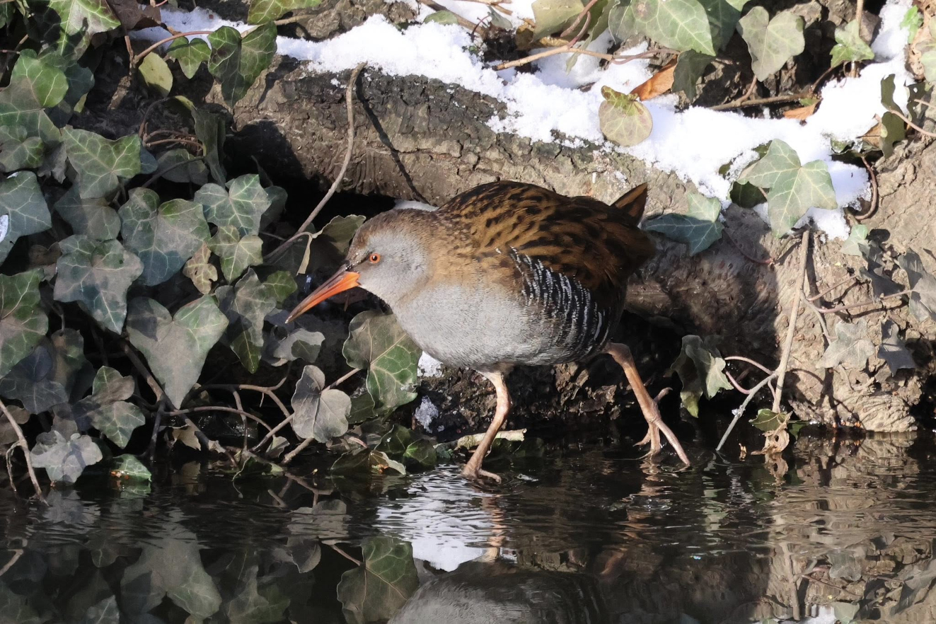 Vandrikse Odense Pia Zoega