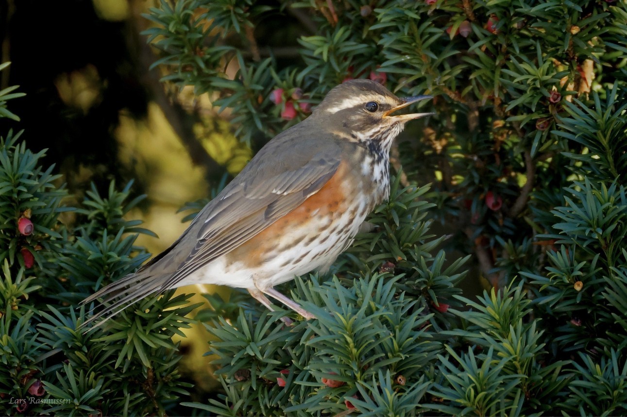 Vindrossel Odense Lars Rasmussen