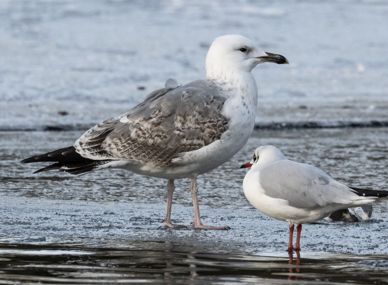 jpbkkaspisk3kskovsenet