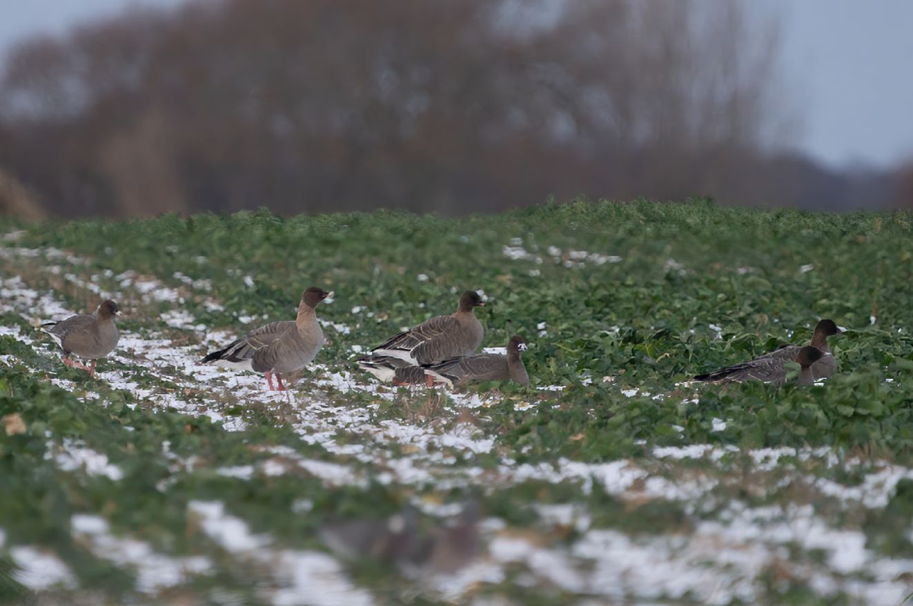 jpbkortnbskovballelarskirk