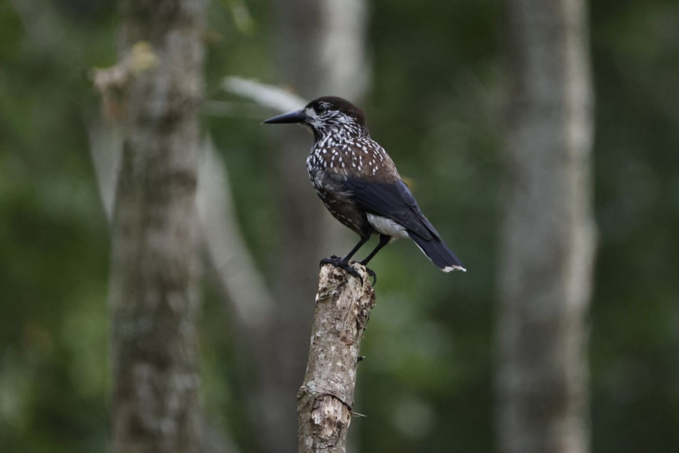 171026nødsøgkbs