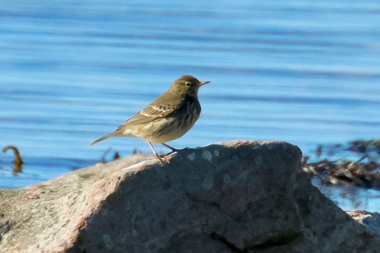 181026skærmonmanpvr