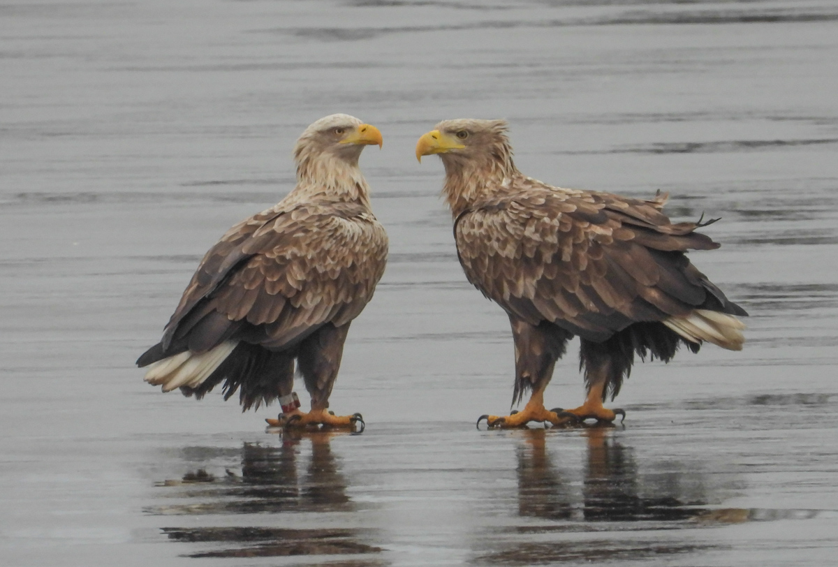 Havreneparret jan 2019 Botofte Karen Kusk