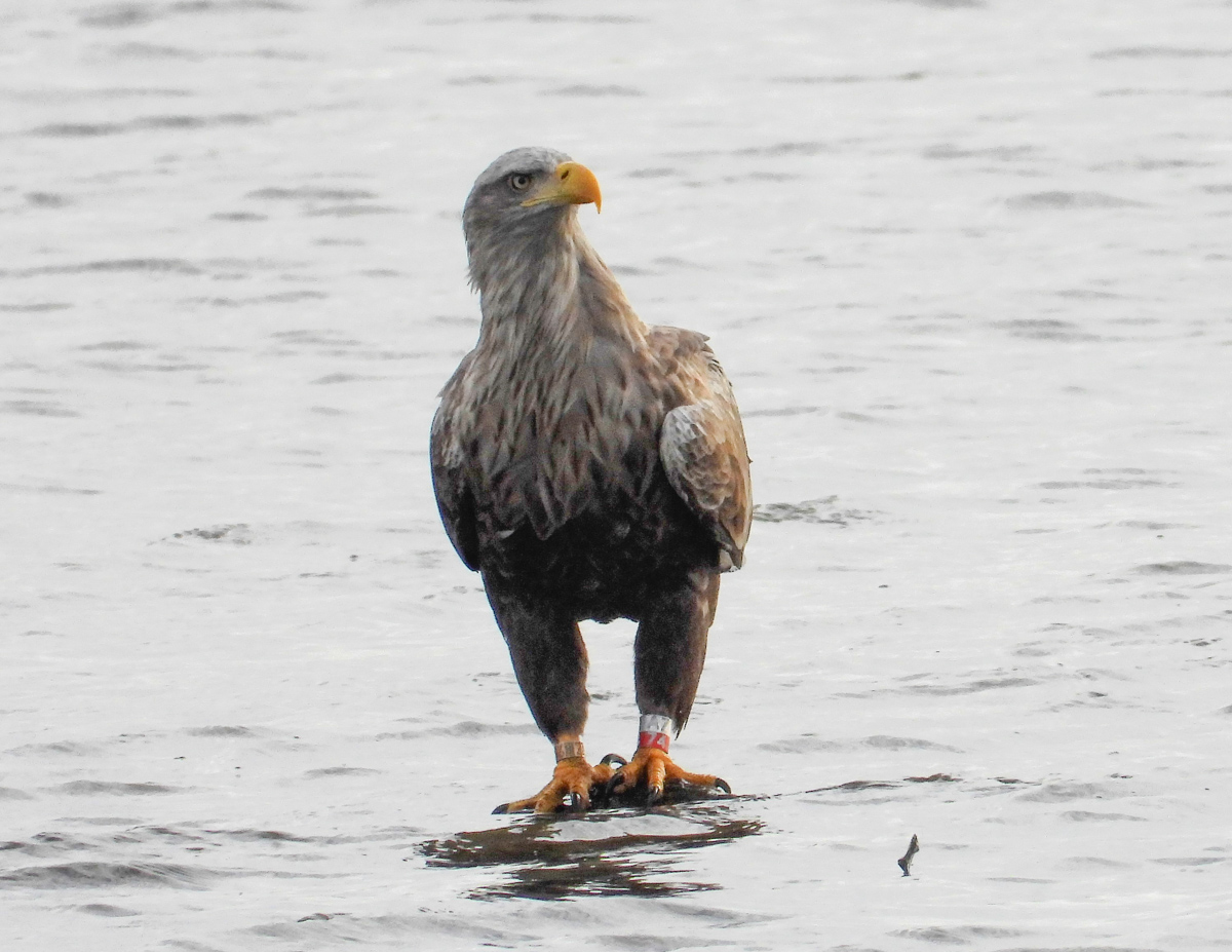 Havrn sept 2018 Botofte Karen Kusk