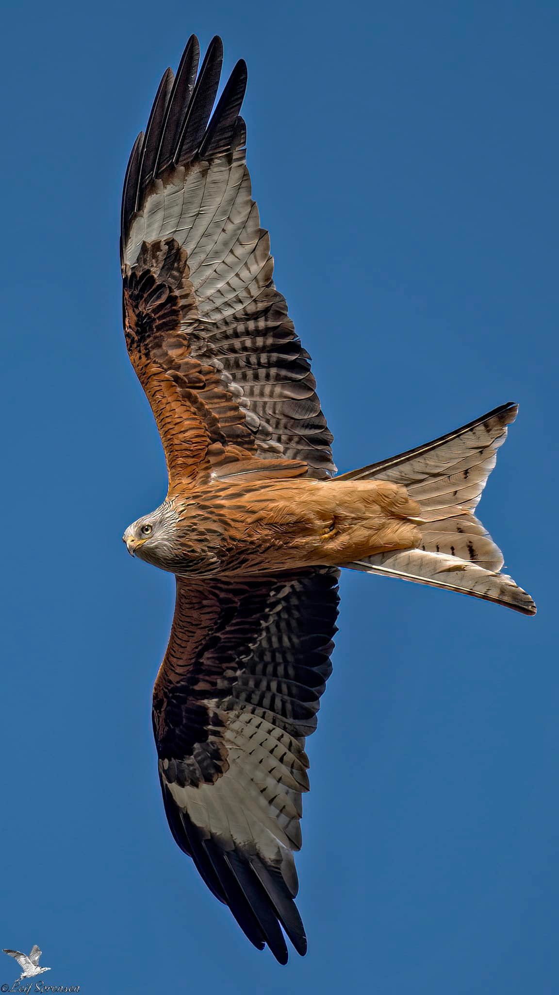 rod glente leif sorensen