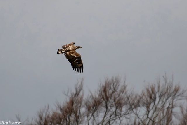 2018 11 25 havorn birkum grusgrave ung