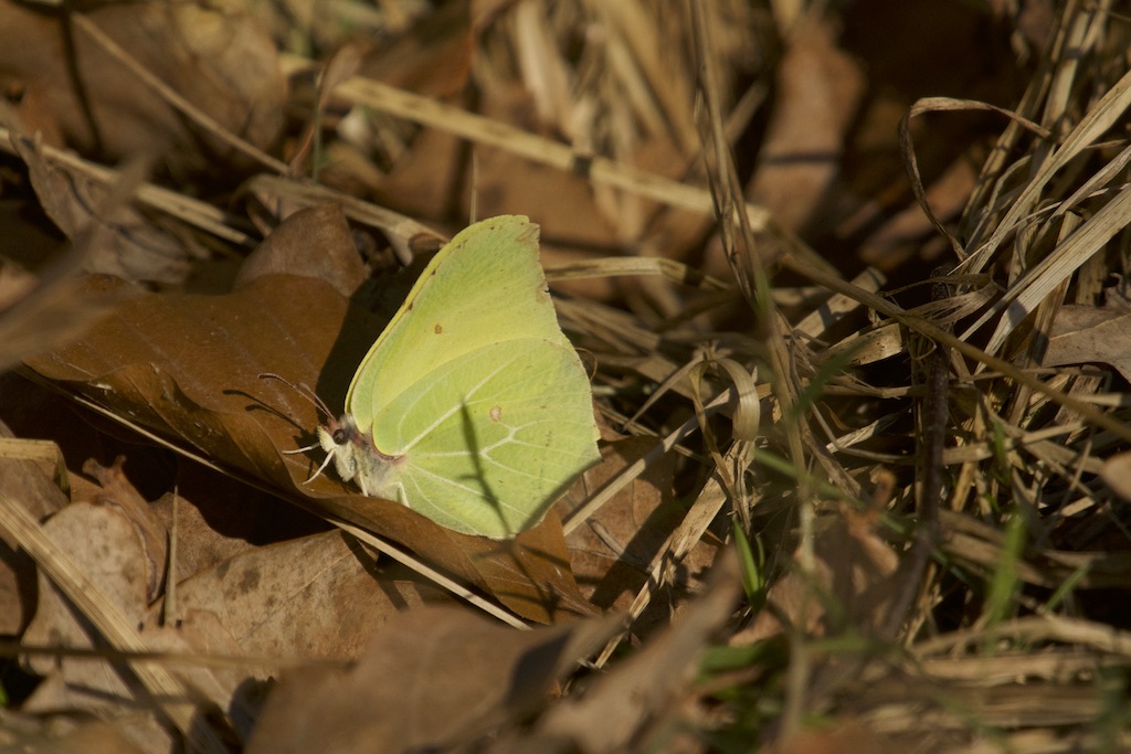 2019 Citronsommerfugl