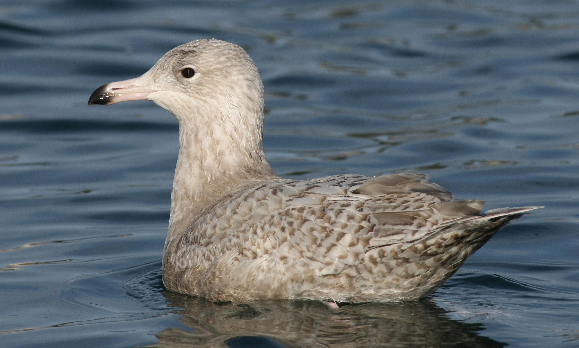 Hybrid Bagenkop 1202 2019 4 Henrik Knudsen